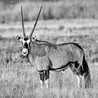 Oryx in Afrika 