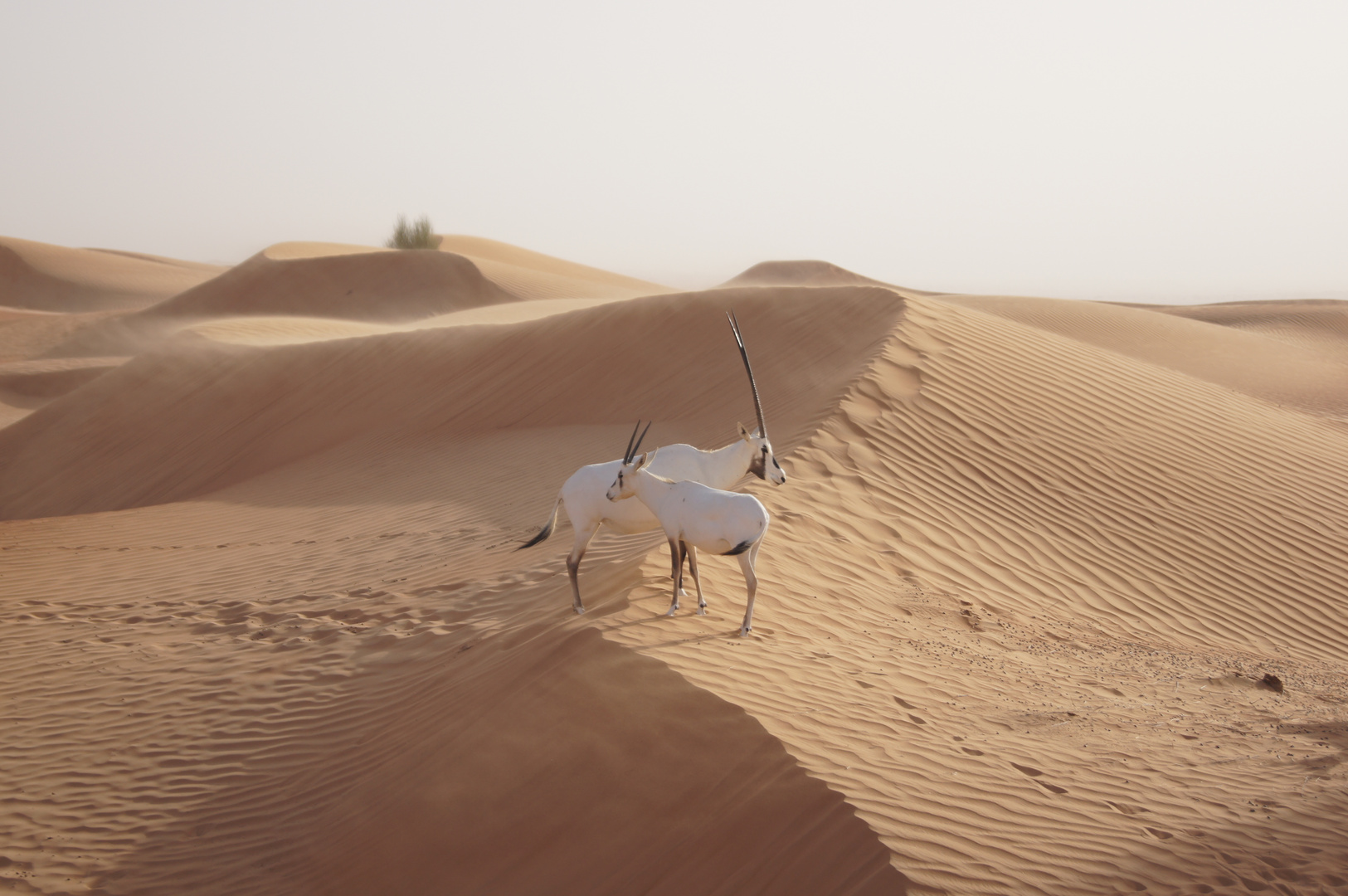 Oryx in Al Maha Dubai