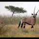 Oryx in der Central Kalahari