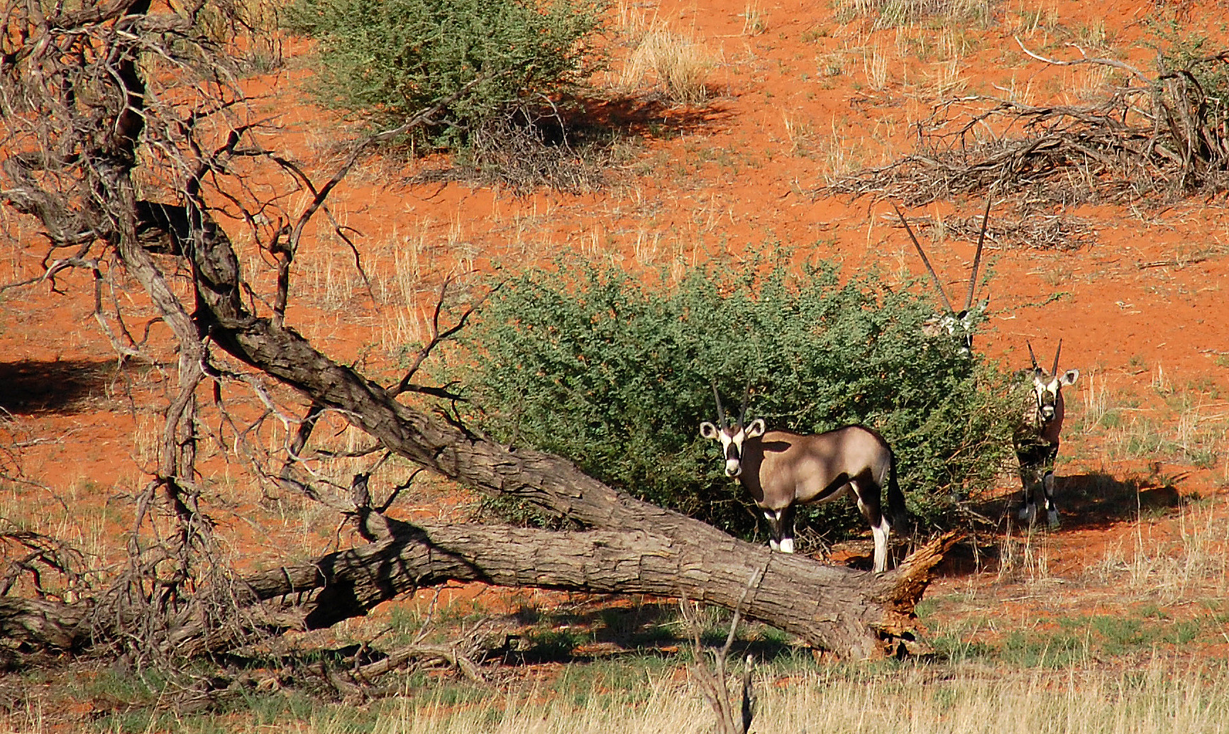 Oryx in der Düne