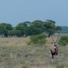 Oryx in der Kalahari