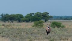 Oryx in der Kalahari