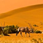 Oryx in der Namib