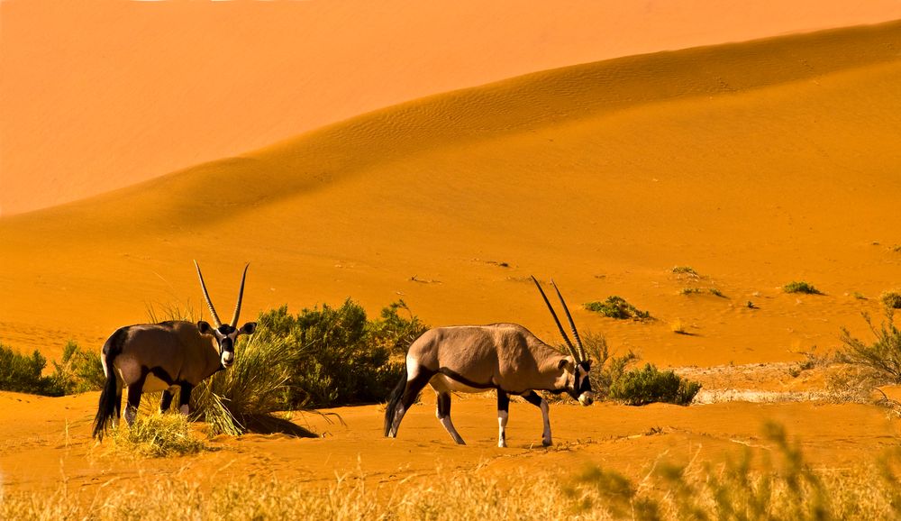 Oryx in der Namib