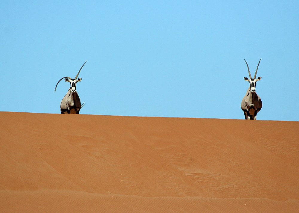 Oryx in der Namib