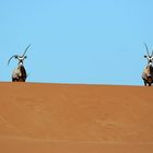 Oryx in der Namib