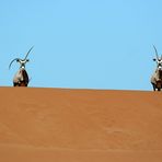 Oryx in der Namib