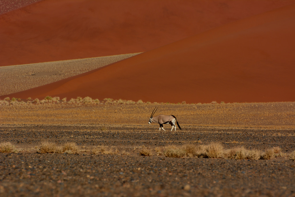 oryx in der namib