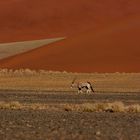 oryx in der namib
