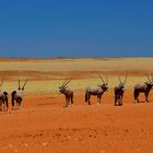 Oryx in der Namib