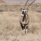 Oryx in der Namib