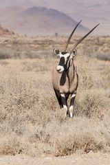 Oryx in der Namib