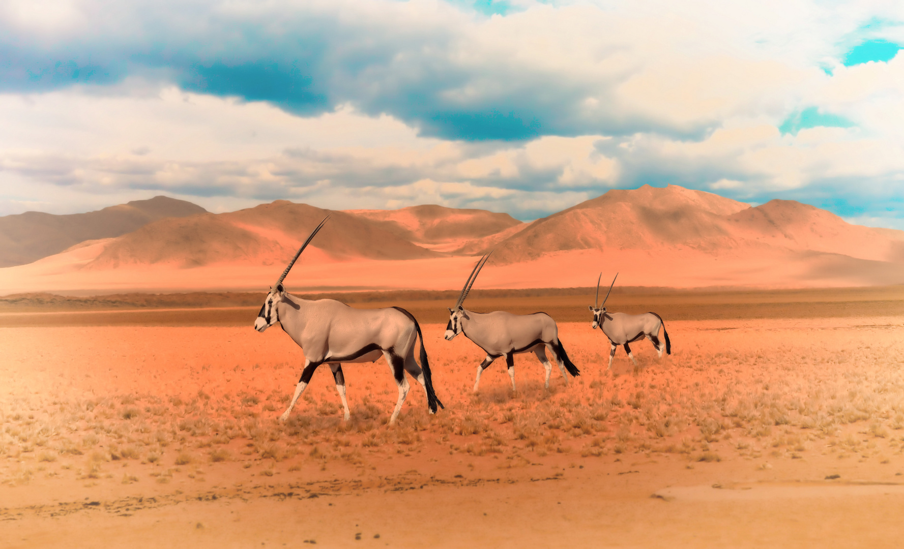 Oryx in der Namib