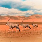 Oryx in der Namib