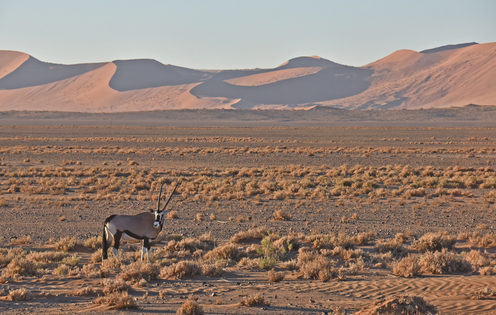 Oryx in der Namib