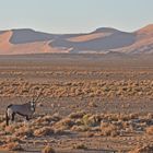 Oryx in der Namib