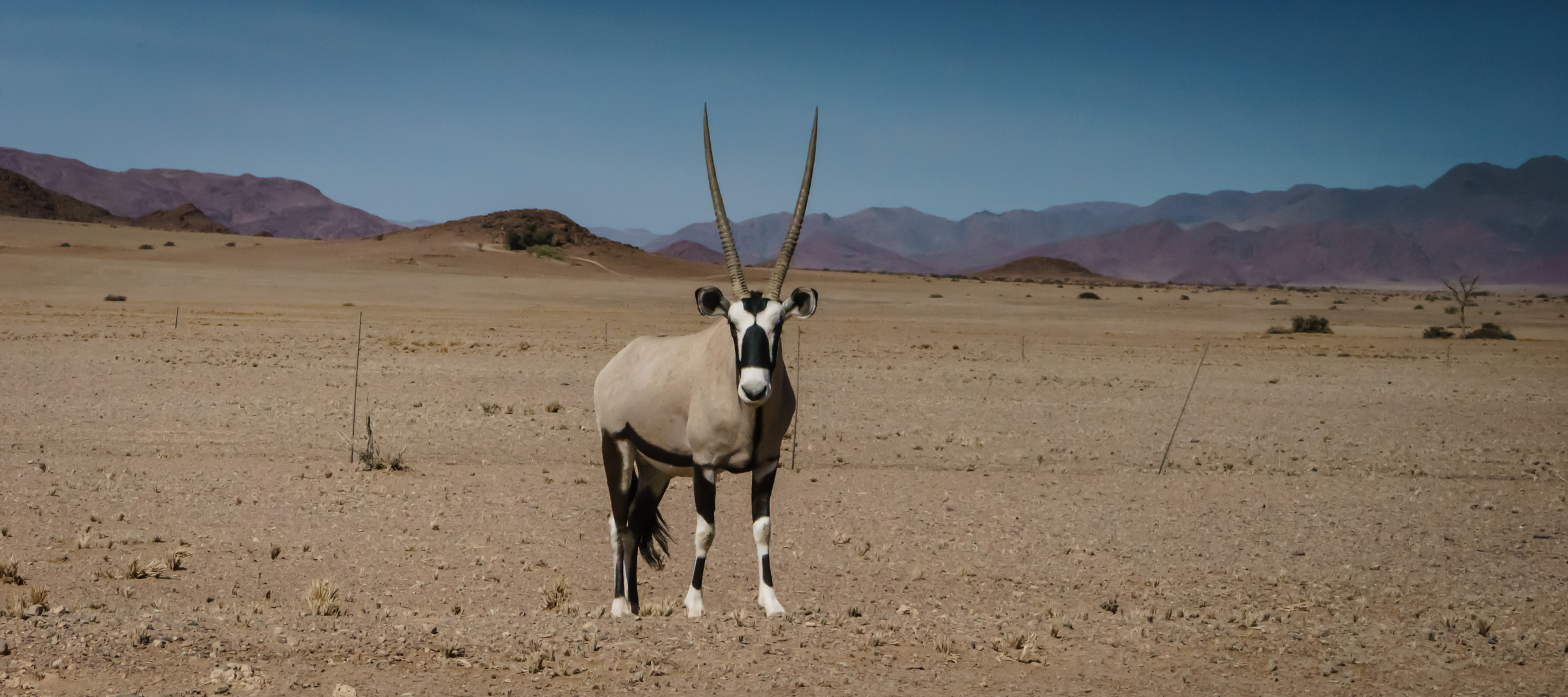 Oryx in der Wüste