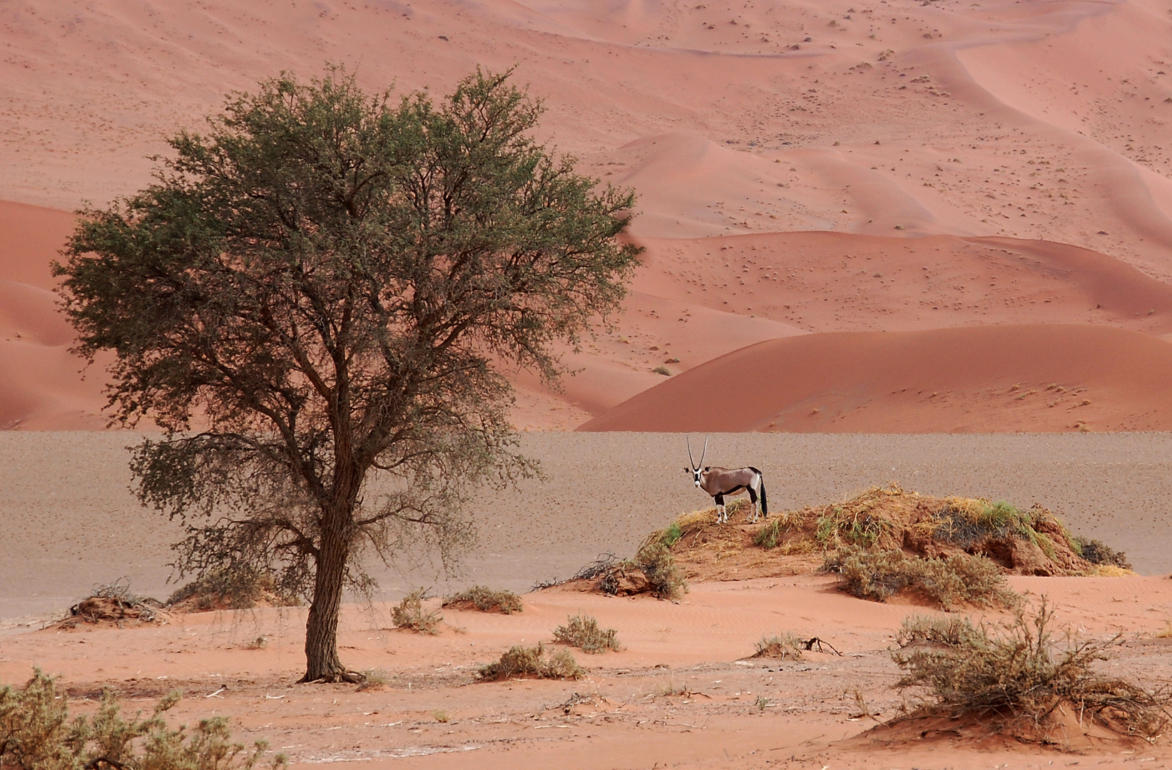 Oryx in der Wüste