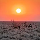 Oryx in Etosha