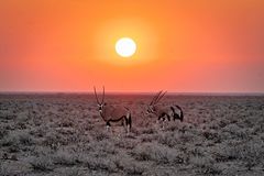 Oryx in Etosha