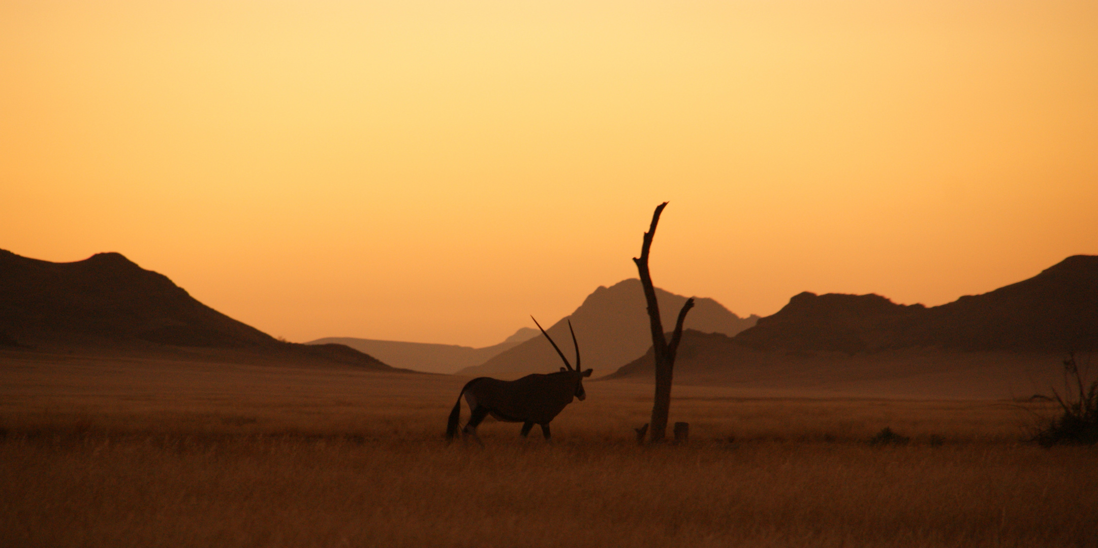 Oryx in Namibia