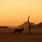 Oryx in Namibia