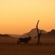 Oryx in Namibia