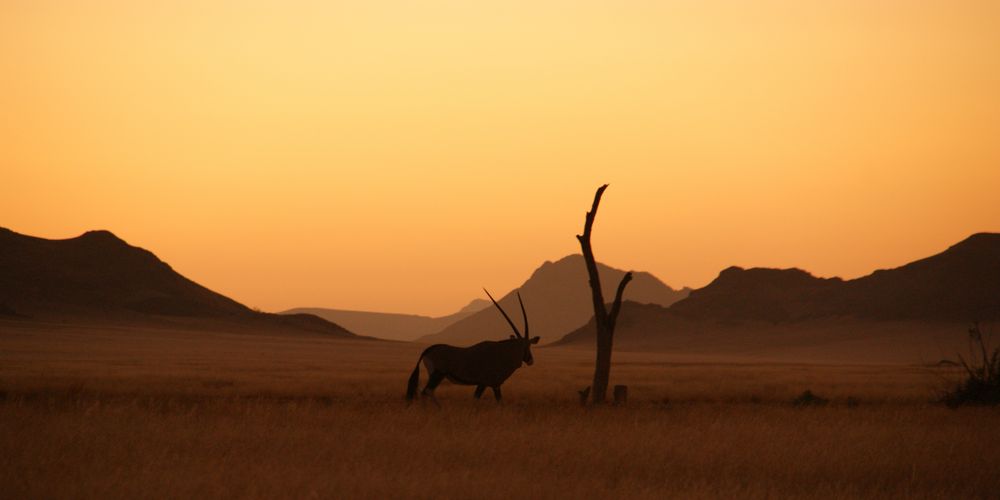 Oryx in Namibia von Stefanie Thöny 