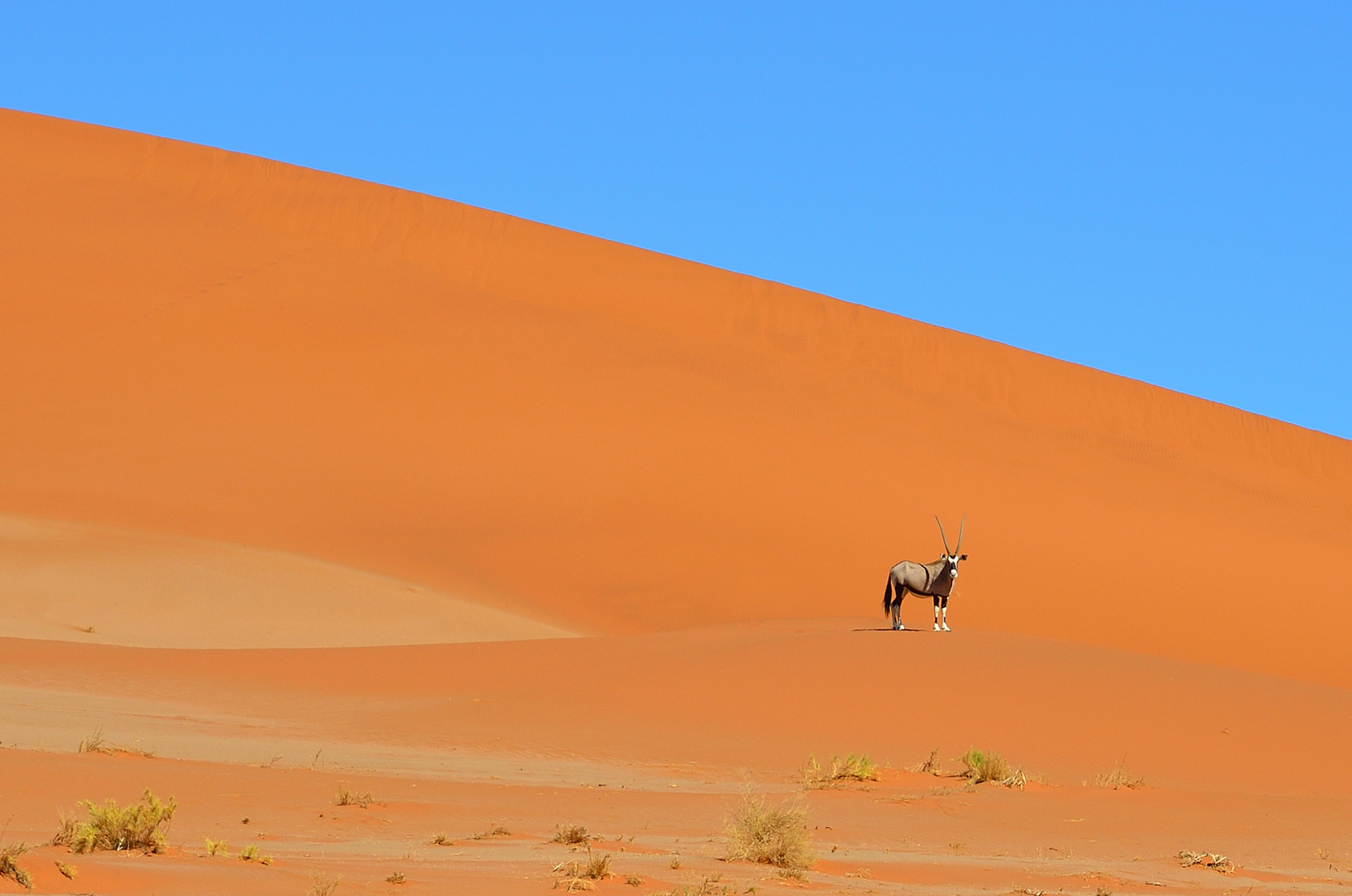 Oryx in Sossusvlei