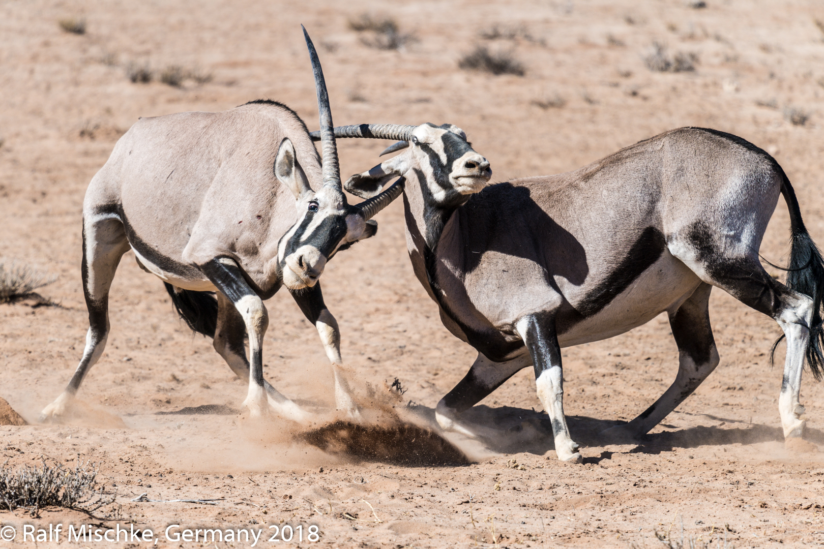 Oryx-Kampf