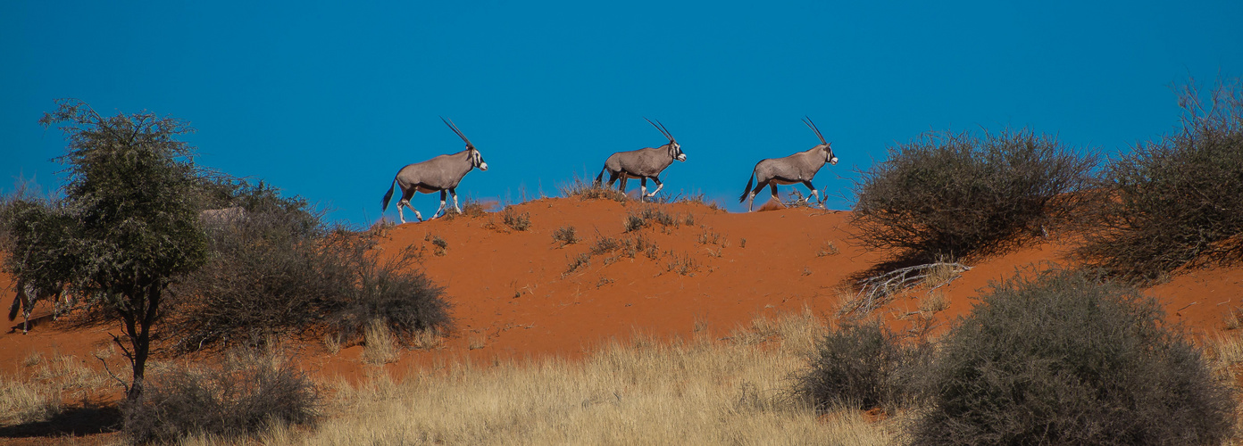Oryx - Karawane