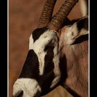 Oryx - Kriegsbemalung