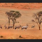 Oryx - Land
