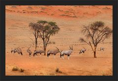 Oryx - Land
