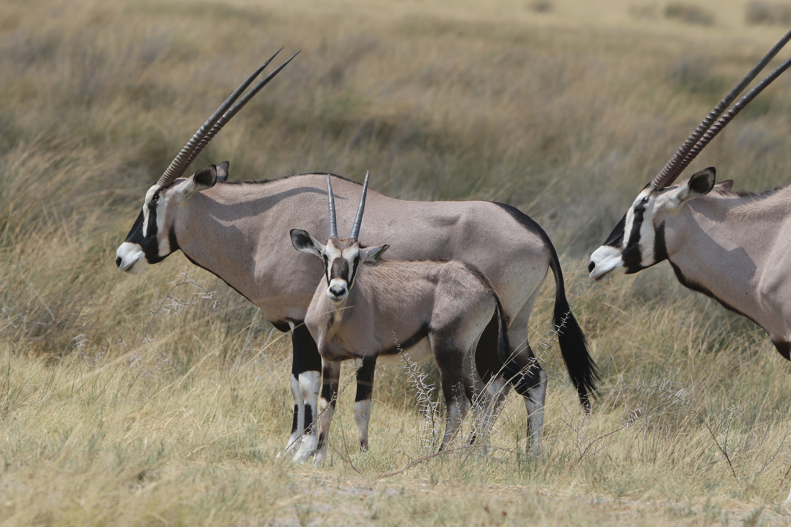 Oryx mit Jungtier