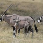 Oryx mit Jungtier