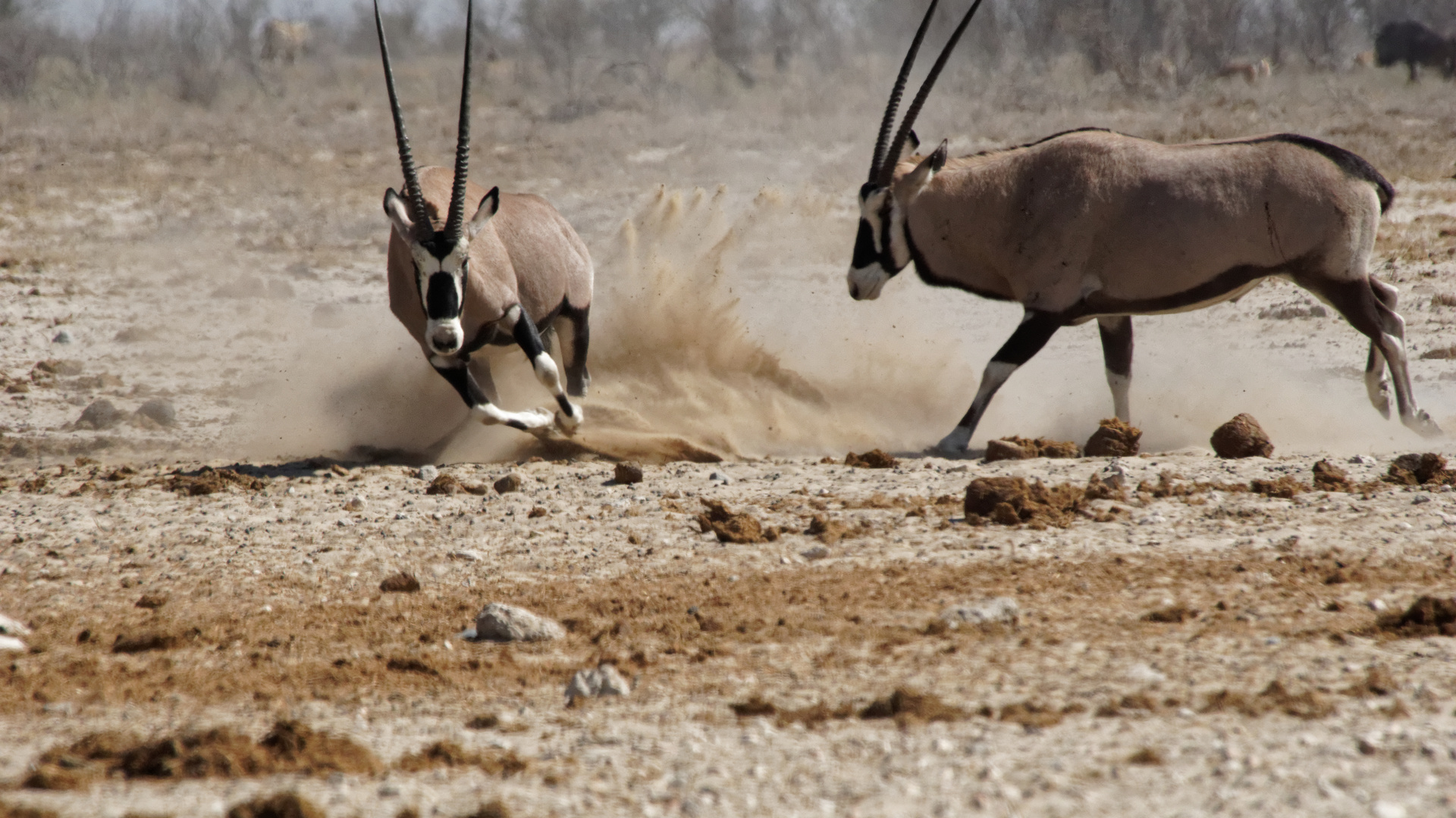 Oryx mit Meinungsverschiedenheit