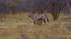 Oryx mit Nachwuchs