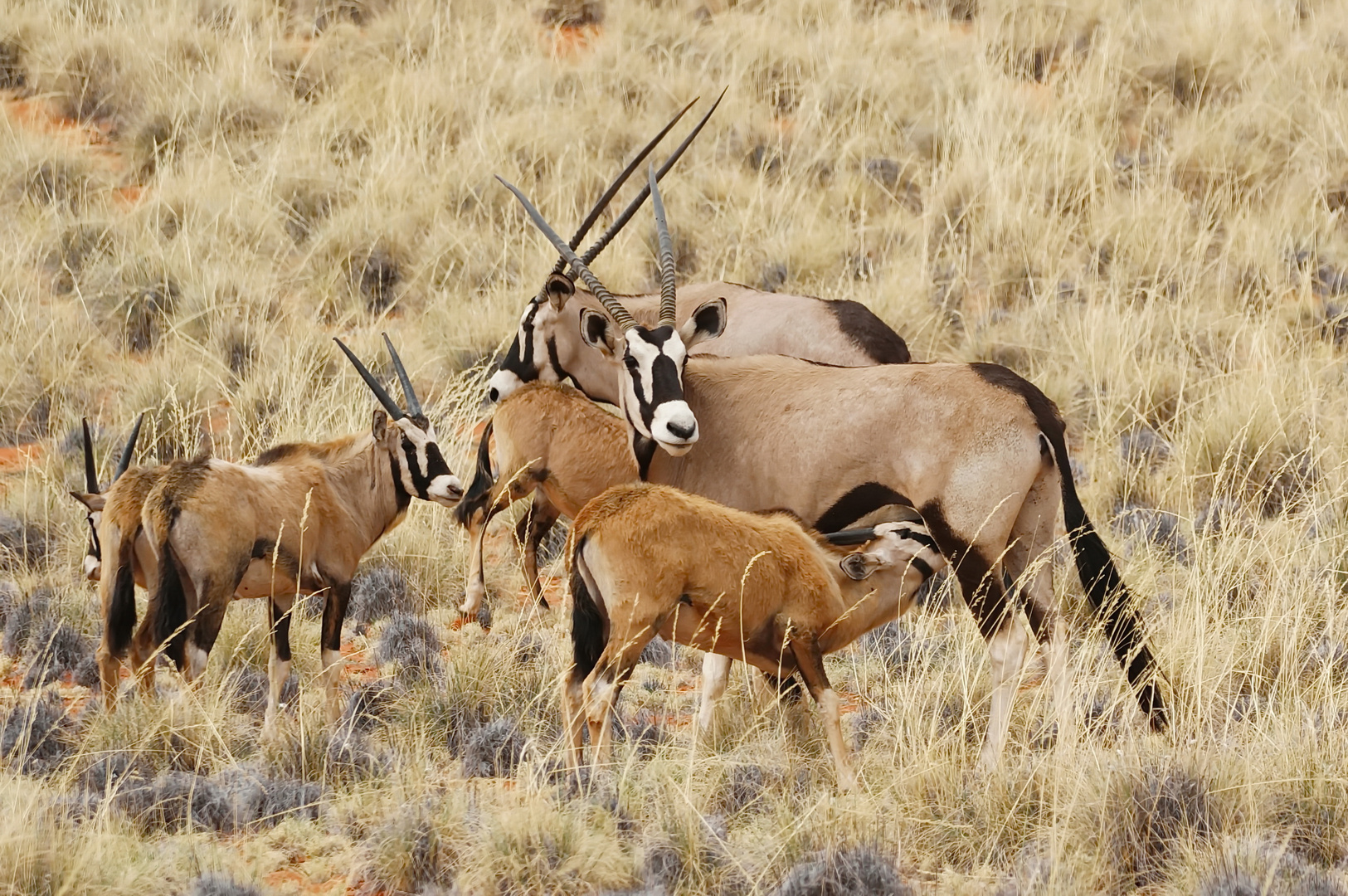 Oryx - Mütter - Herde