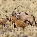 Oryx - Mütter - Herde