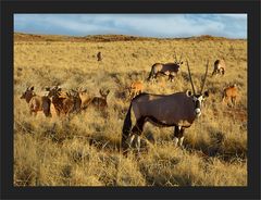 Oryx-Mütter mit Jungen