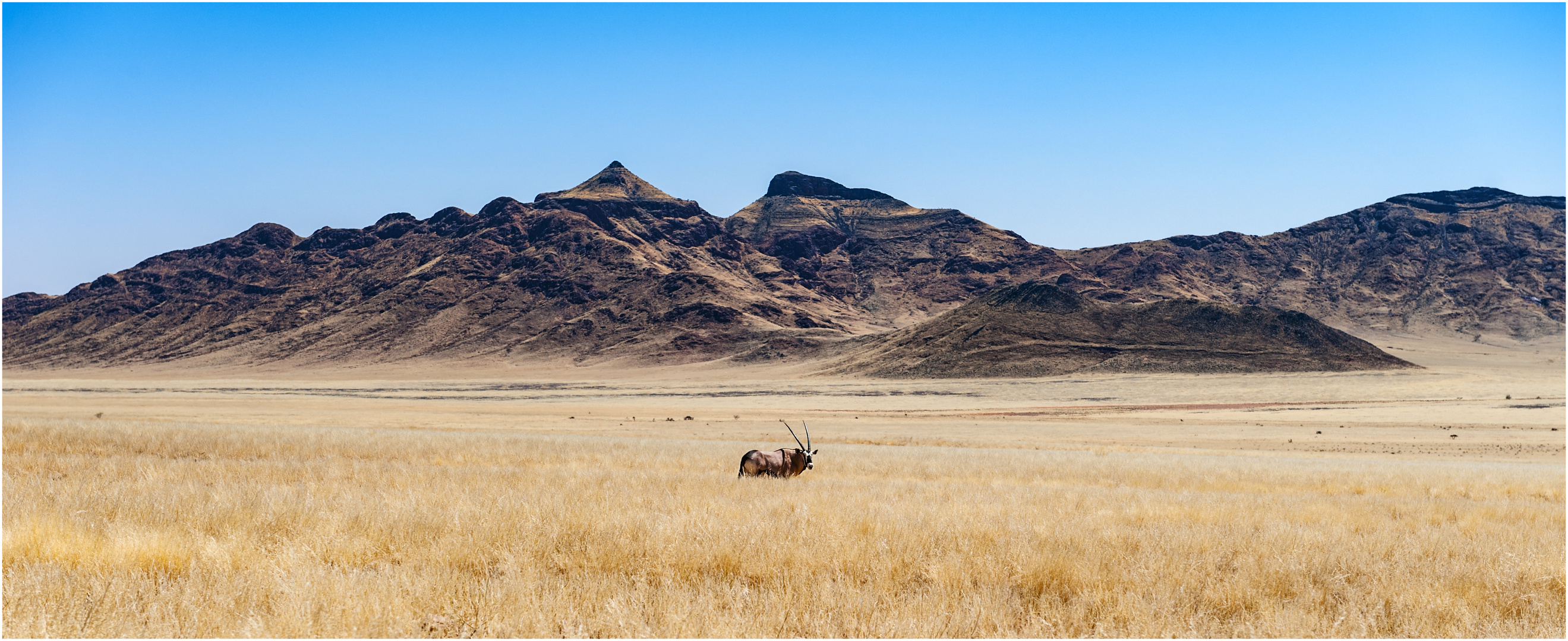 Oryx Namibia