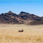 Oryx Namibia