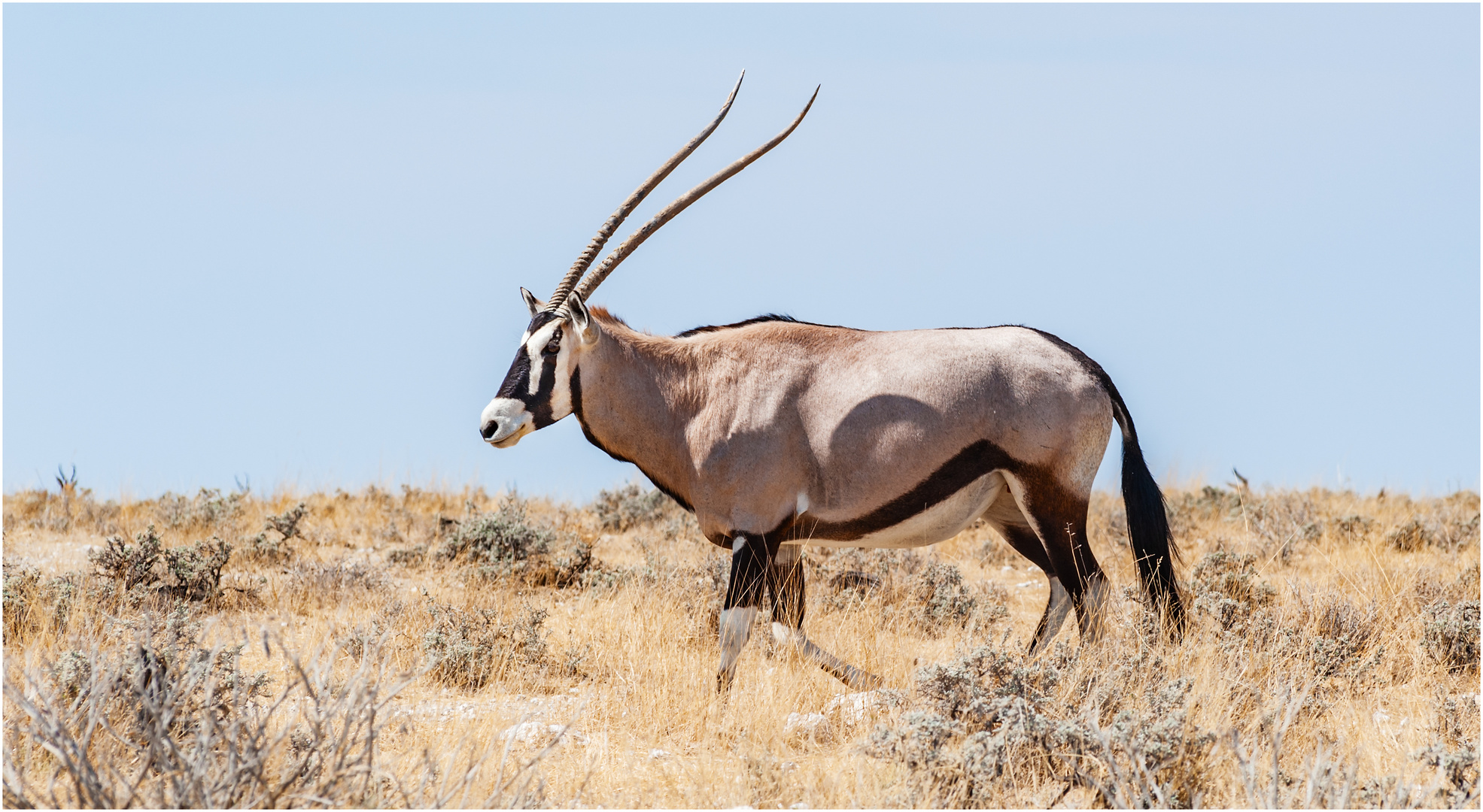 Oryx - Namibia