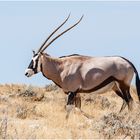 Oryx - Namibia