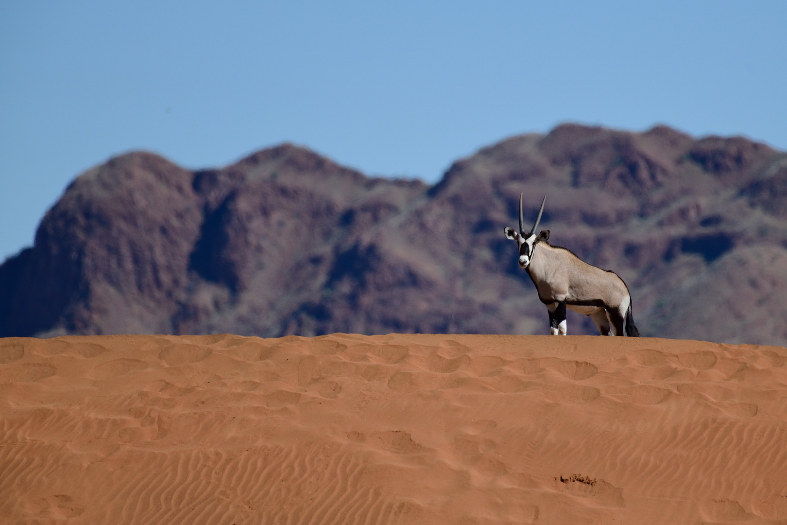 Oryx on sand dune