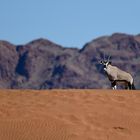 Oryx on sand dune