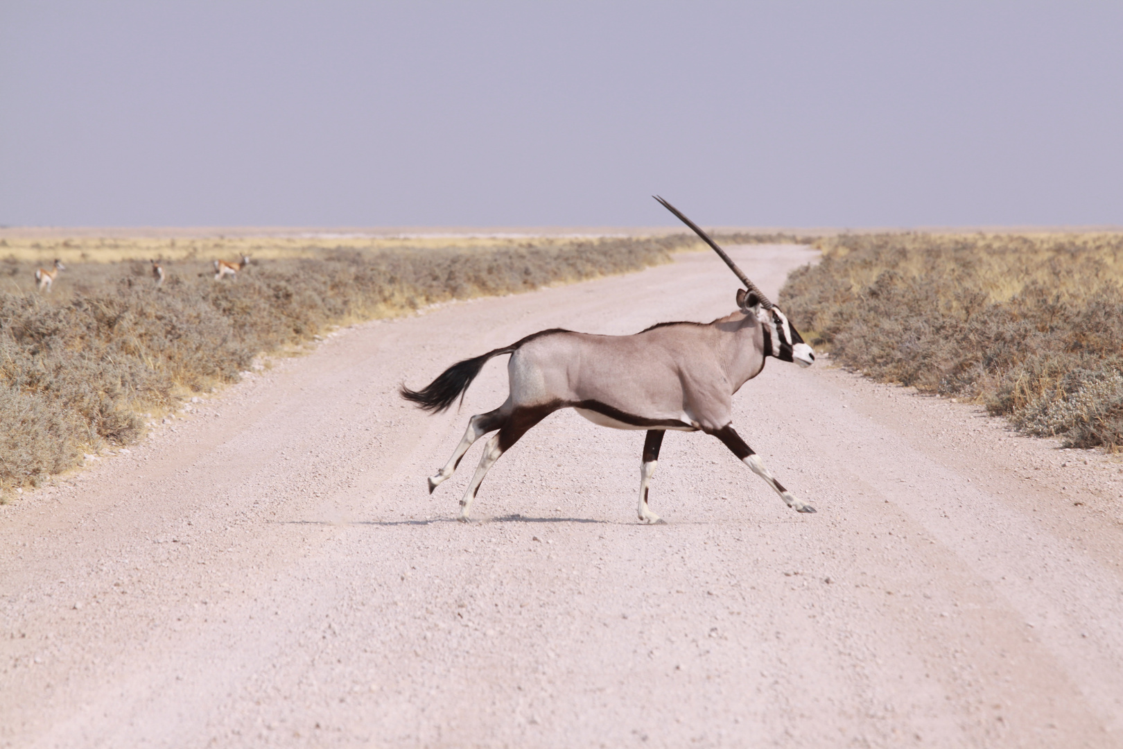 Oryx on the run Etosha Namibia Foto & Bild tiere, natur Bilder auf