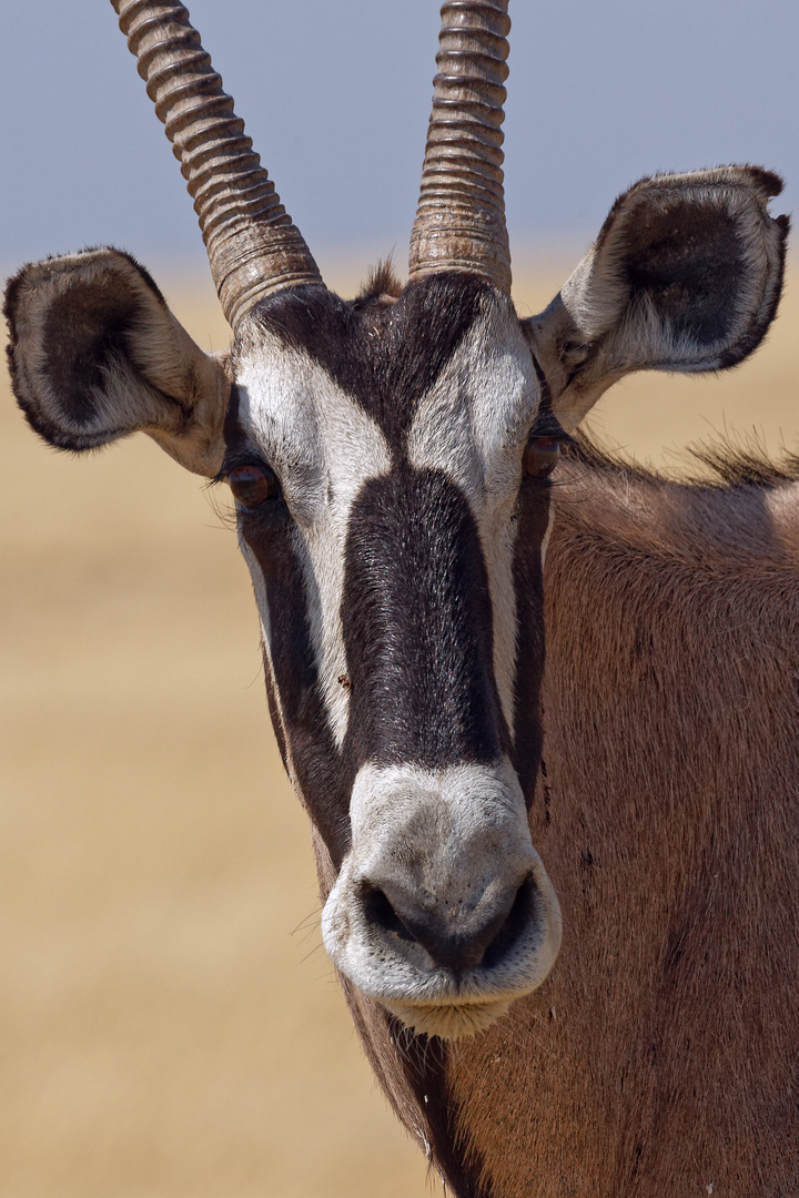 Oryx Portrait