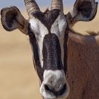 Oryx Portrait